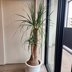観葉植物　ポニーテールの画像