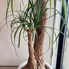 観葉植物　ポニーテールの画像