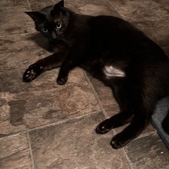 温和な性格の4兄弟