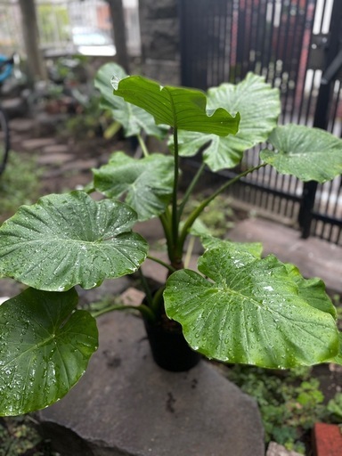 クワズイモ　極太　大型　7号　4本植え　観葉植物　インテリア