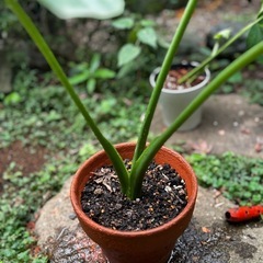 クワズイモ　中型　6号　観葉植物　アロイド　アロカシア　オドラの画像