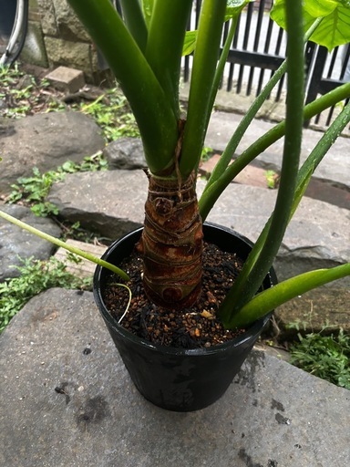 クワズイモ　極太　大型　7号　4本植え　観葉植物　インテリア クワズイモ 極太 大型 7号 4本植え 観葉植物 インテリア