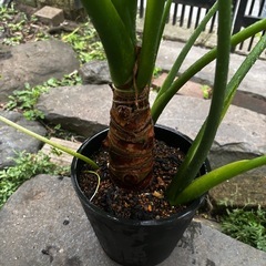 クワズイモ　極太　大型　7号　4本植え　観葉植物　インテリアの画像
