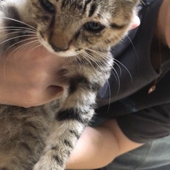 超懐く子猫ちゃん