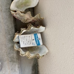 シャコ貝　和名シラナミ貝の画像