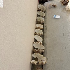 シャコ貝　和名シラナミ貝の画像
