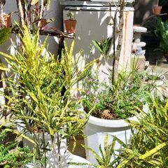 観葉植物の画像