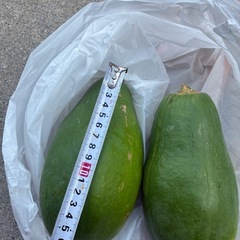 本日限定！早い方の画像