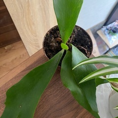 2個セットの画像