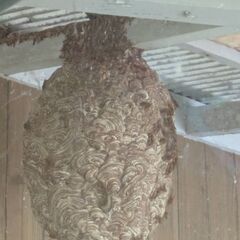 スズメバチの巣いかがですか？の画像