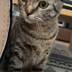 鼻の柄が独特な甘えん坊な女の子
