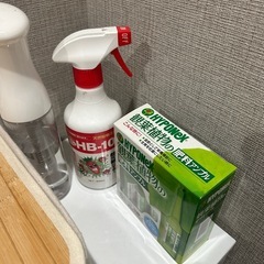 観葉植物・ウンベラータの画像