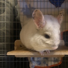 チンチラの里親さん募集