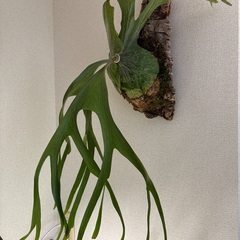 観葉植物ビカクシダスーパーバムの画像