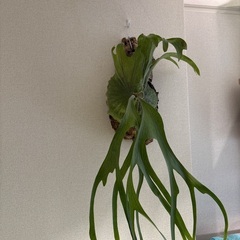 観葉植物ビカクシダスーパーバムの画像