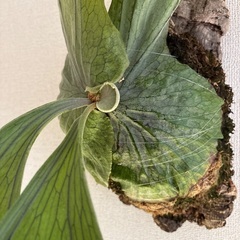 観葉植物ビカクシダスーパーバムの画像