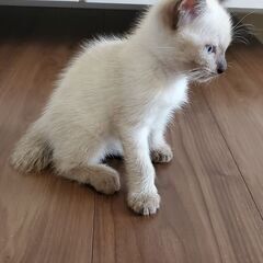 仔猫（白オス）の里親募集します