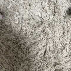 カーペットの画像