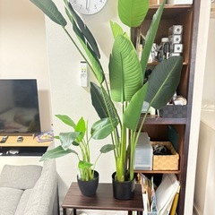フェイク　観葉植物の画像