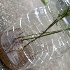 ラズベリーの画像