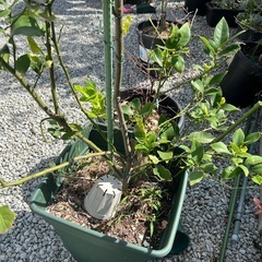レモンの木の画像