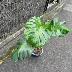 🌈モンステラ❤️観葉植物鉢植えの画像