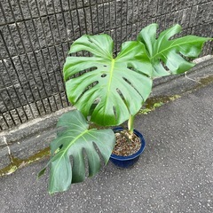 🌈モンステラ❤️観葉植物鉢植えの画像