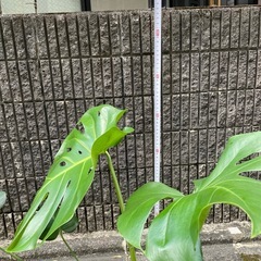 🌈モンステラ❤️観葉植物鉢植えの画像