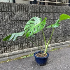 🌈モンステラ❤️観葉植物鉢植えの画像