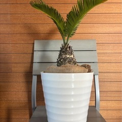 ソテツ①の画像