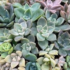 多肉植物　寄せ植え　鉢ごと
まとめての画像