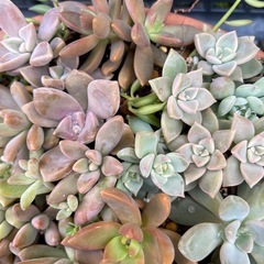 多肉植物　寄せ植え　鉢ごと
まとめての画像