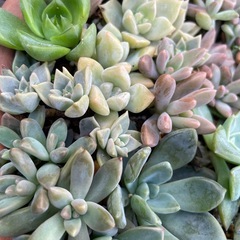 多肉植物　寄せ植え　鉢ごと
まとめての画像