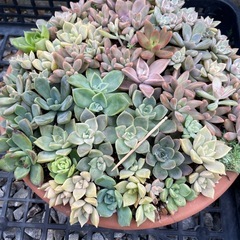 多肉植物　寄せ植え　鉢ごと
まとめての画像