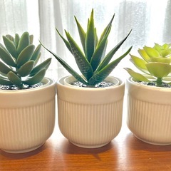 フェイクグリーン　多肉植物 の画像