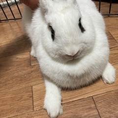 ホトとロップのミックス1歳半