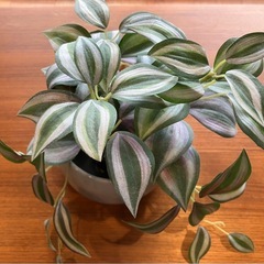 フェイクグリーン 植木鉢の画像