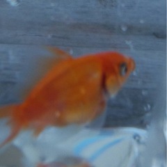金魚5匹の画像