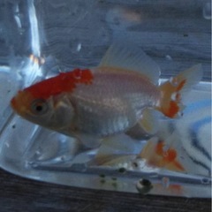 金魚5匹の画像