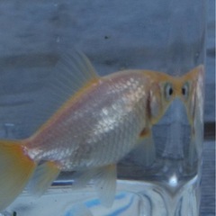 金魚5匹の画像