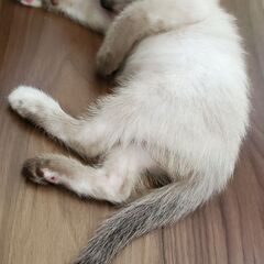 仔猫（白メス）の里親を募集します
