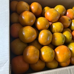 本日採りたて柿値下げ１つ40円25個 
の画像