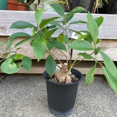 ガジュマル　苗　観葉植物
