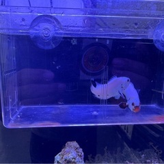 引取限定　プラチナオセラリス　プラチナストーム　ペア　海水魚　クマノミ　の画像
