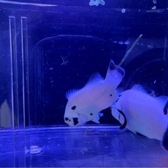 引取限定　プラチナオセラリス　プラチナストーム　ペア　海水魚　クマノミ　の画像