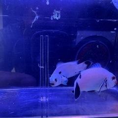 引取限定　プラチナオセラリス　プラチナストーム　ペア　海水魚　クマノミ　の画像