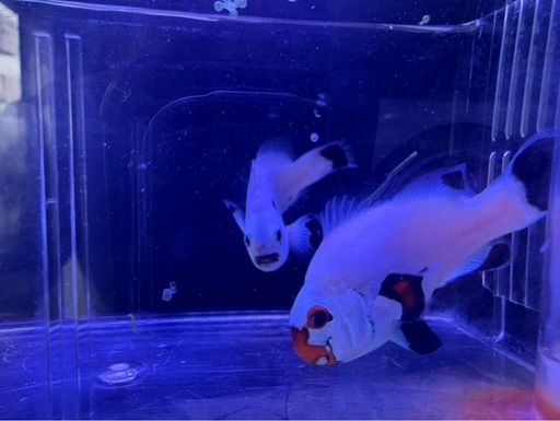 引取限定　プラチナオセラリス　プラチナストーム　ペア　海水魚　クマノミ