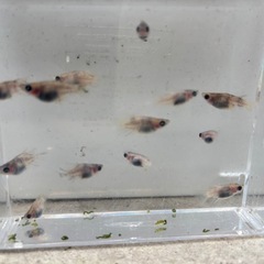 １セットのみ　ダルマ、ショート　メダカ　めだか　１５匹の画像
