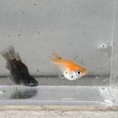 １セットのみ　ダルマ、ショート　メダカ　めだか　１５匹の画像