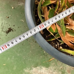 ミョウガ　鉢植えの画像